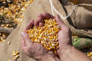 Подсолнечник и кукуруза. Новый сезон – новые возможности